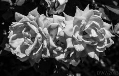 FlowerBW1.jpg
