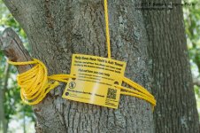 155 Ash Borer Sign-130604_1.jpg