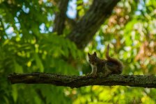 Baby Squirrel.jpg