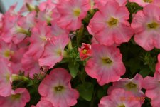 DSC_0057.jpg
