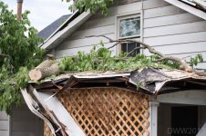 Tree Damage2.jpg