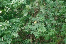 156 Almost-130605.jpg