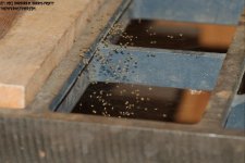 156 Spider Babies-130605-01_1.jpg