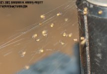 156 Spider Babies-130605-02_1.jpg