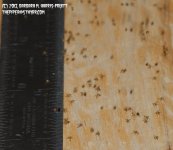156 Spider Babies-130605-04_1.jpg