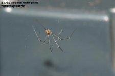 156 Spider-130605_1.jpg