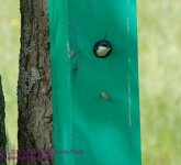 156 Swallow, Tree-130605-01_1.jpg