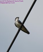 156 Swallow, Tree-130605-04_1.jpg