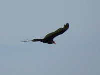 DSCN9040.jpg