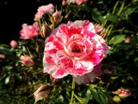 DSCN9064.jpg