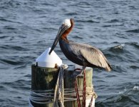 pelican2.jpg pelican2.jpg