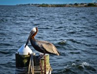 pelican.jpg