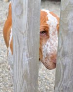 mimi fence opt.jpg