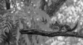 Baby Squirrel1.jpg