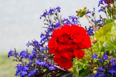 DSC_8175.jpg