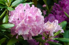 DSC_8176.jpg