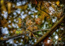 20130524-DSC_7353_tonemapped-2-2_WLP.jpg