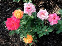 DSCN9079.jpg