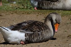 DSC_0341.JPG