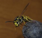 Wasp 3a.jpg