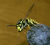 Wasp 3b.jpg