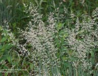 158 Grass Seed-130607_1.jpg