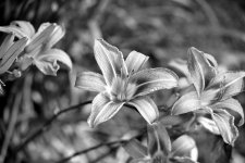 DSC_0124.jpg
