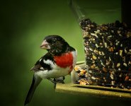 grosbeak 800.jpg