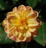 flower-2.jpg