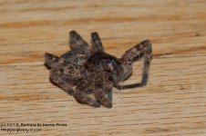 159 Wolf Spider-130608_1.jpg