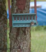 159 Junco & Birdfeeder-130608-02_1.jpg