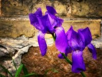 flowers 2 800.jpg
