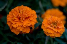 DSC_0108.jpg