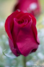 DSC_0126.jpg