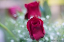 DSC_0130.jpg