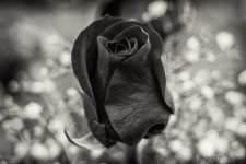 DSC_0128-Edit.jpg