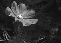 flower1.jpg