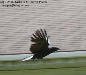 160 Crow-BIF-130609_1.jpg