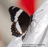 160 Butterfly-130609-01_1.jpg