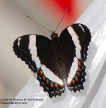 160 Butterfly-130609-02_1.jpg