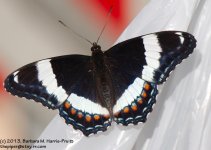 160 Butterfly-130609-03_1.jpg