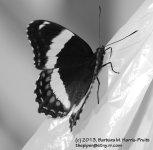 160 Butterfly-130609-01-BW_1.jpg