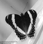 160 Butterfly-130609-02-BW_1.jpg