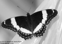 160 Butterfly-130609-03-BW_1.jpg