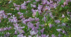 160 After the Fall-130609_1.jpg