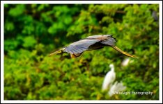 20130524-DSC_7453_WLP.jpg