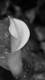 Lily #3.jpg