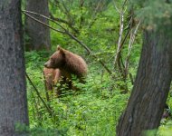 Bear14_2013NET.jpg