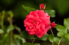Rose.jpg