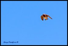 DSC_0510.jpg